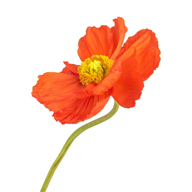 靠近紅<unk>花的透明 png
