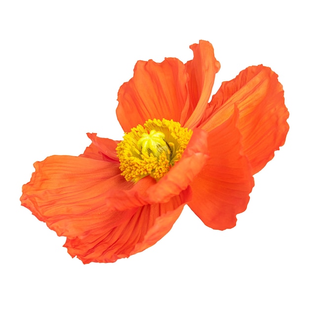 靠近紅<unk>花的透明 png