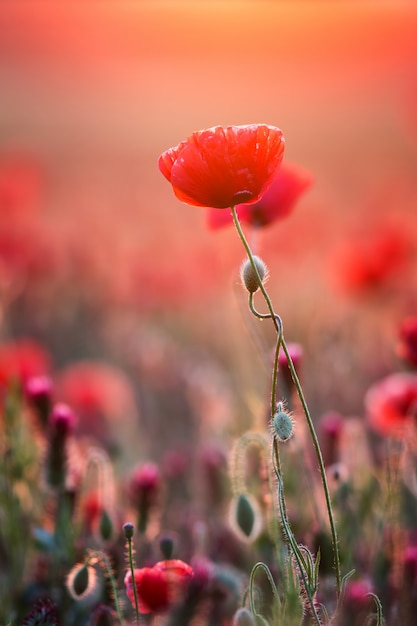 Close up of red poppy flower with soft sunset light