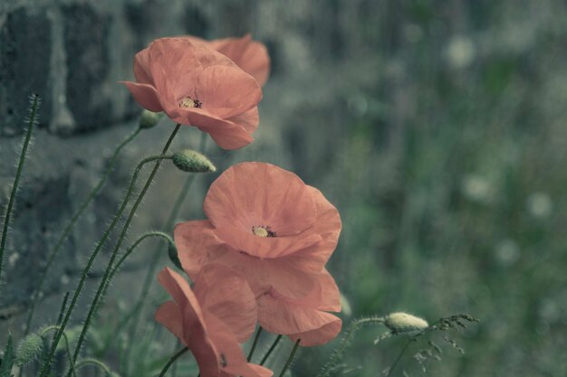 Close-up of red poppy flower