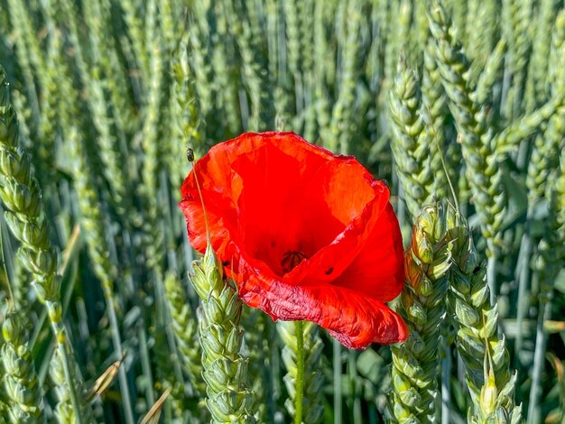 Photo close-up of red poppy flower