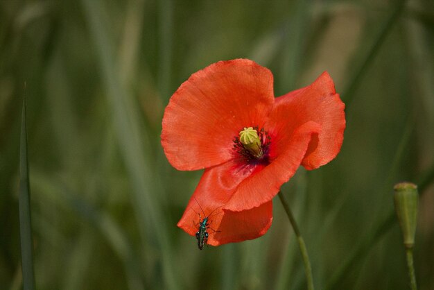 Foto prossimo piano del fiore di papavero rosso