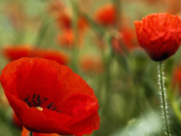 Foto prossimo piano del fiore di papavero rosso