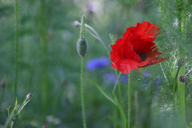 Close-up of red poppy flower