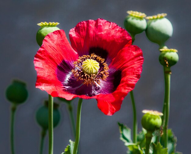 Photo close-up of red poppy flower