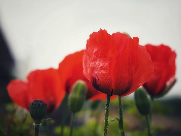 Photo close-up of red poppy flower