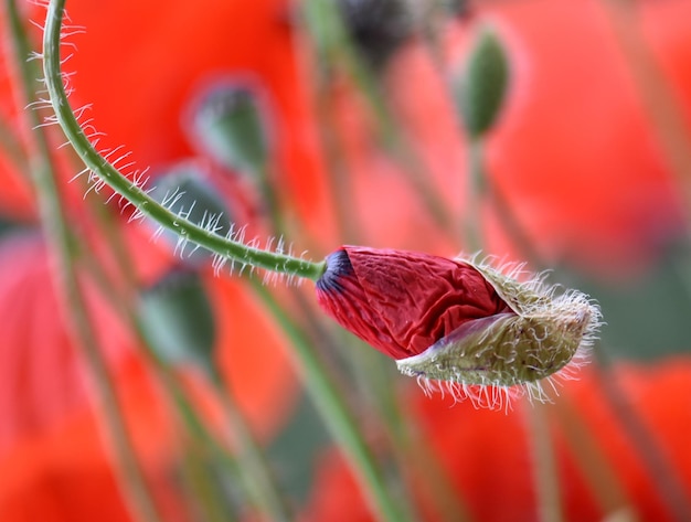 Close-up of red poppy flower