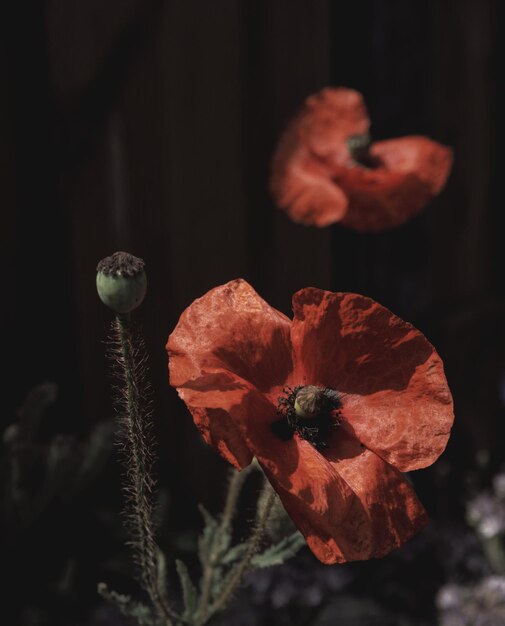 Photo close-up of red poppy flower