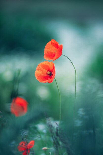 Close-up of red poppy flower