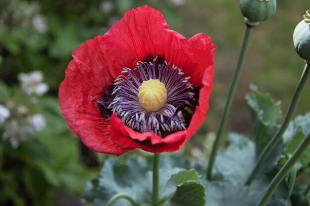 Photo close-up of red poppy flower