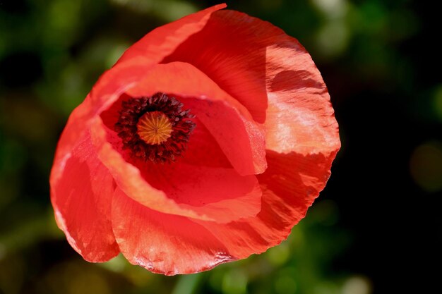 Photo close-up of red poppy flower