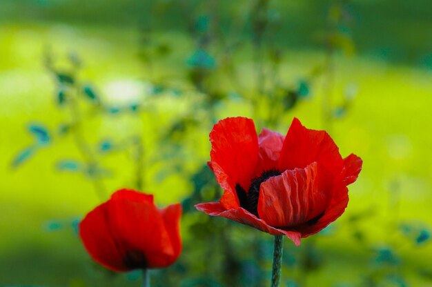 Close-up of red poppy flower