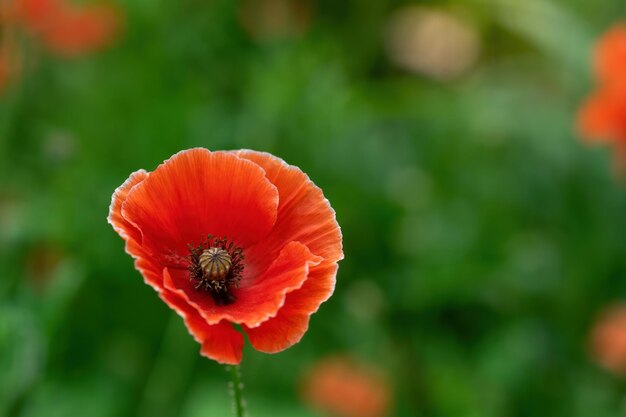 Photo close-up of red poppy flower