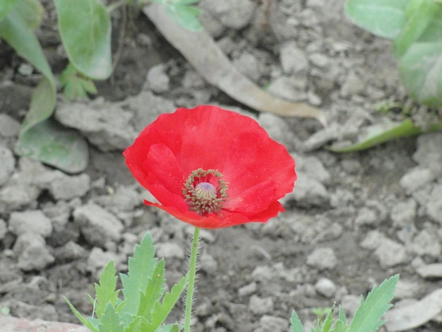 Photo close-up of red poppy flower