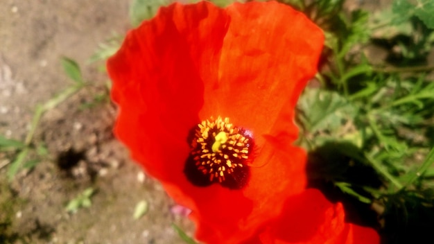 Foto prossimo piano del fiore di papavero rosso