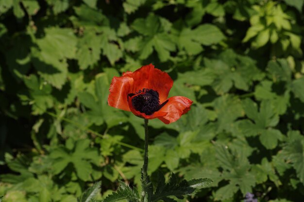 Photo close-up of red poppy flower