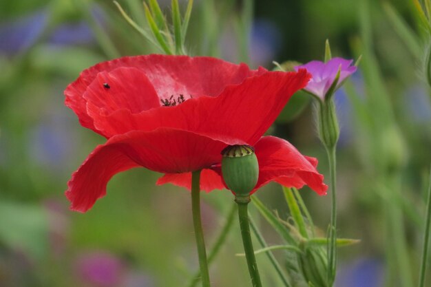 Close-up of red poppy flower