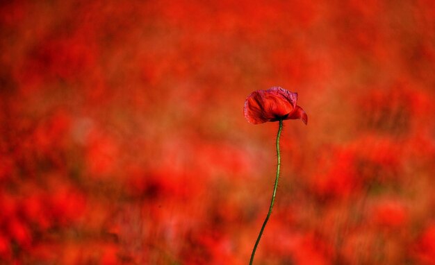 Foto prossimo piano del fiore di papavero rosso