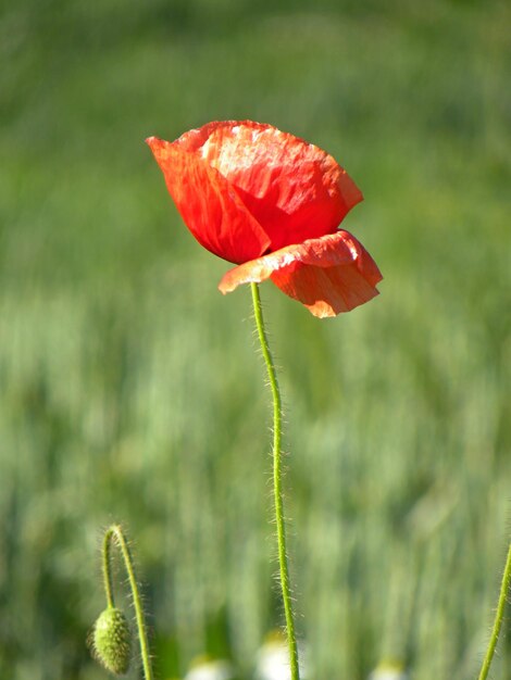 Photo close-up of red poppy flower