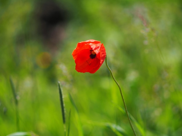 Photo close-up of red poppy flower