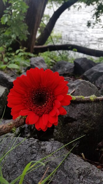 Close-up of red poppy flower