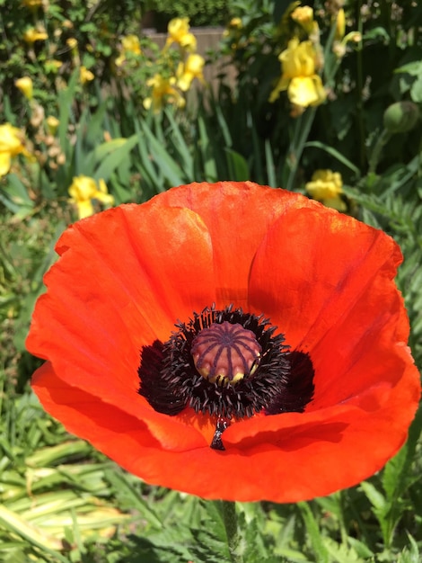 Foto prossimo piano del fiore di papavero rosso