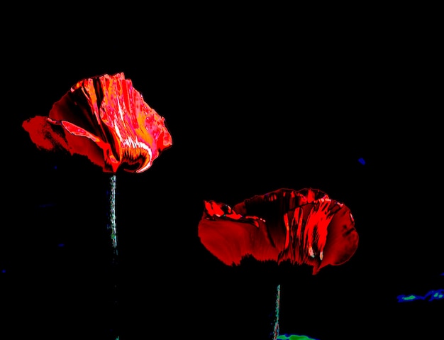 Photo close-up of red poppy flowers against black background