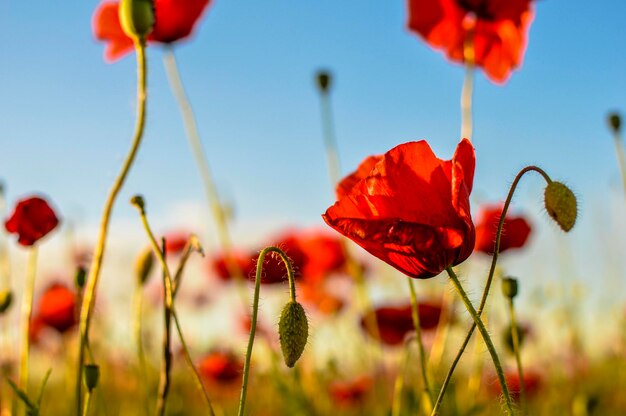 Photo close-up of red poppy flowers blooming against sky