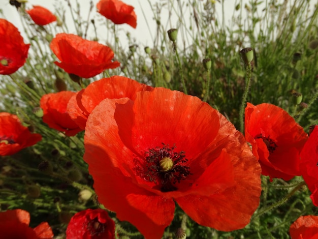 Close-up of red poppy flowers blooming in field