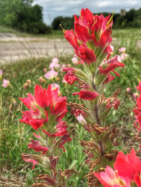 Close-up of red poppy flowers blooming on field