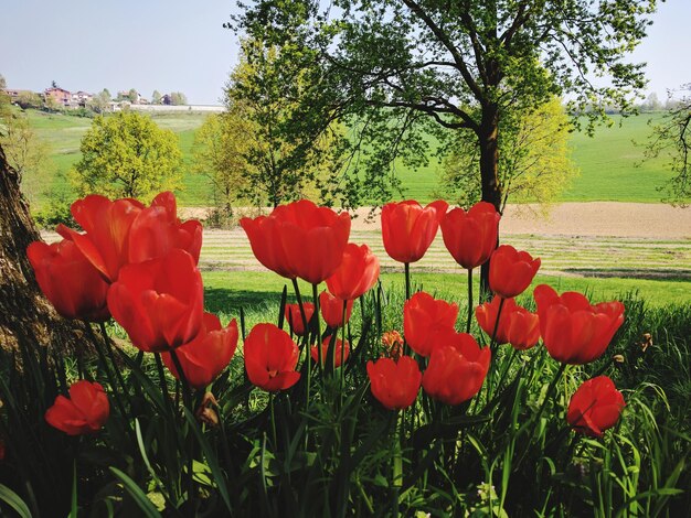 Close-up of red poppy flowers blooming in field