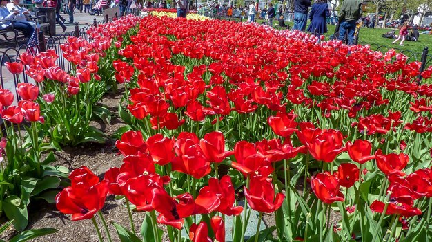 Close-up of red poppy flowers blooming outdoors