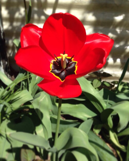 Foto close-up di fiori di papavero rosso che fioriscono nel parco.