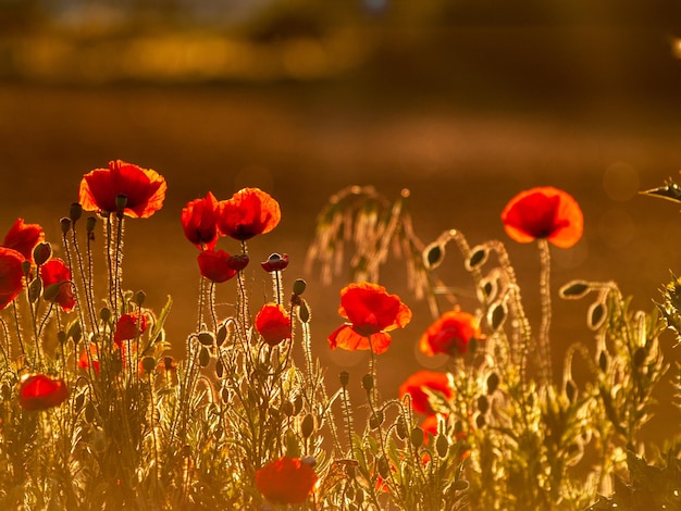 Photo close-up of red poppy flowers on field