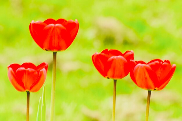 Close-up of red poppy flowers in field