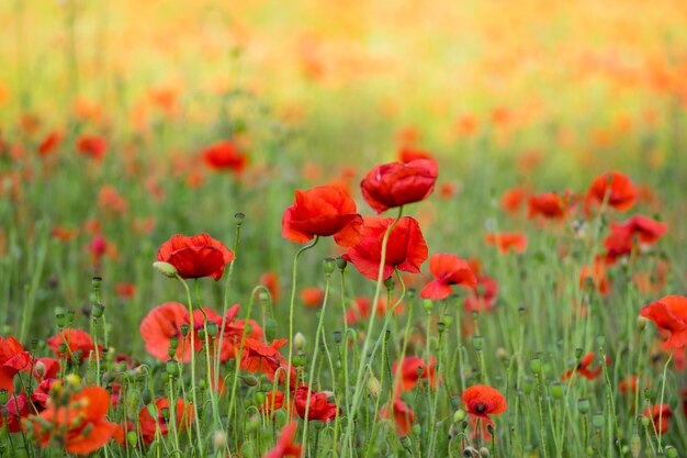 Close-up of red poppy flowers on field