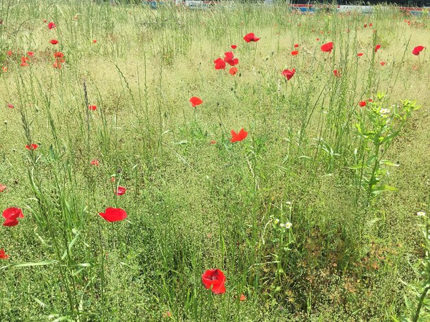 Close-up of red poppy flowers in field