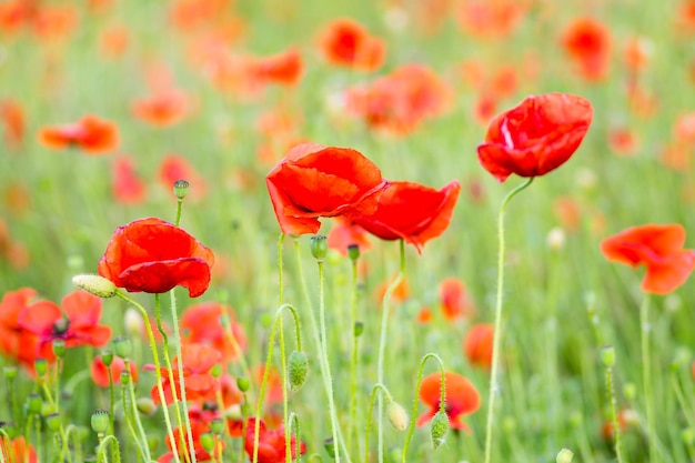 Close-up of red poppy flowers in field