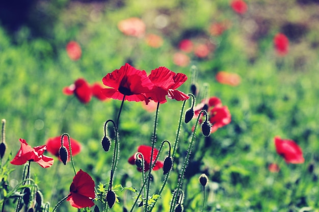 Close-up of red poppy flowers on field