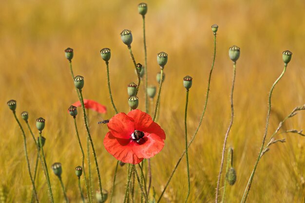 Photo close-up of red poppy flowers in field