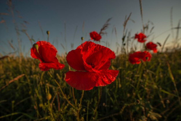 Close-up of red poppy flowers on field