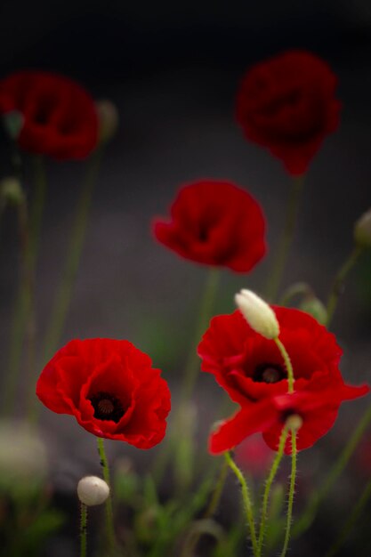 Photo close-up of red poppy flowers on field