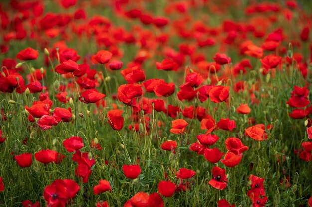 Close-up of red poppy flowers on field