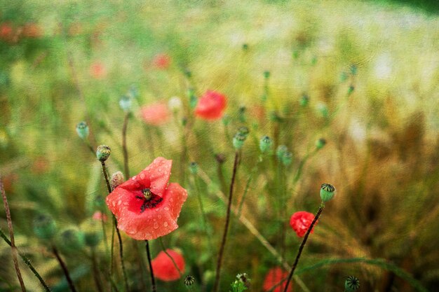 Photo close-up of red poppy flowers on field