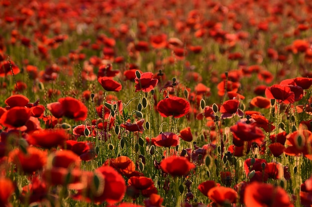 Photo close-up of red poppy flowers in field