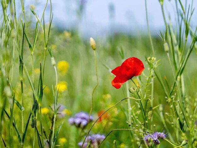 Close-up of red poppy flowers on field