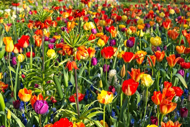 Foto close-up di fiori di papavero rosso in giardino