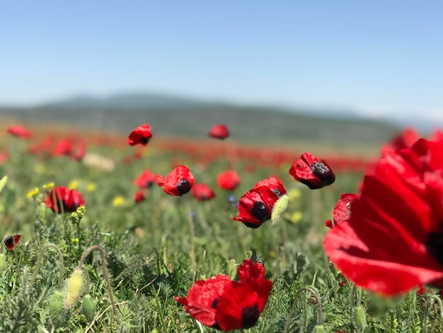 Photo close-up of red poppy flowers growing on field