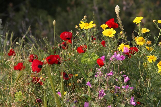 Close-up of red poppy flowers growing on field