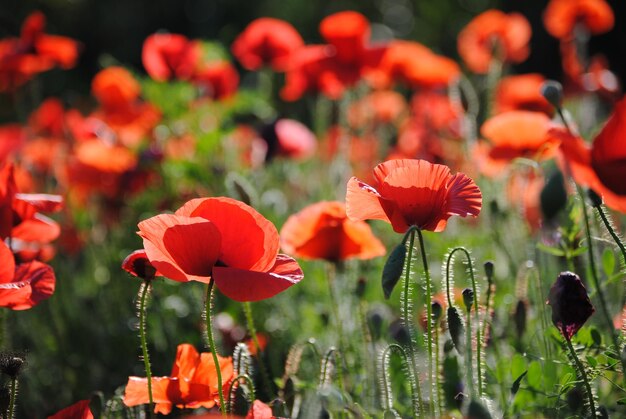 Foto close-up di fiori di papavero rosso che crescono in campo